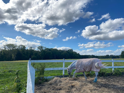 Lincoln's Beloved Equine Traditions